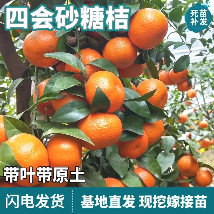 四会砂糖桔树苗南北方地栽盆栽嫁接庭院无籽沙糖桔子树苗当年结果