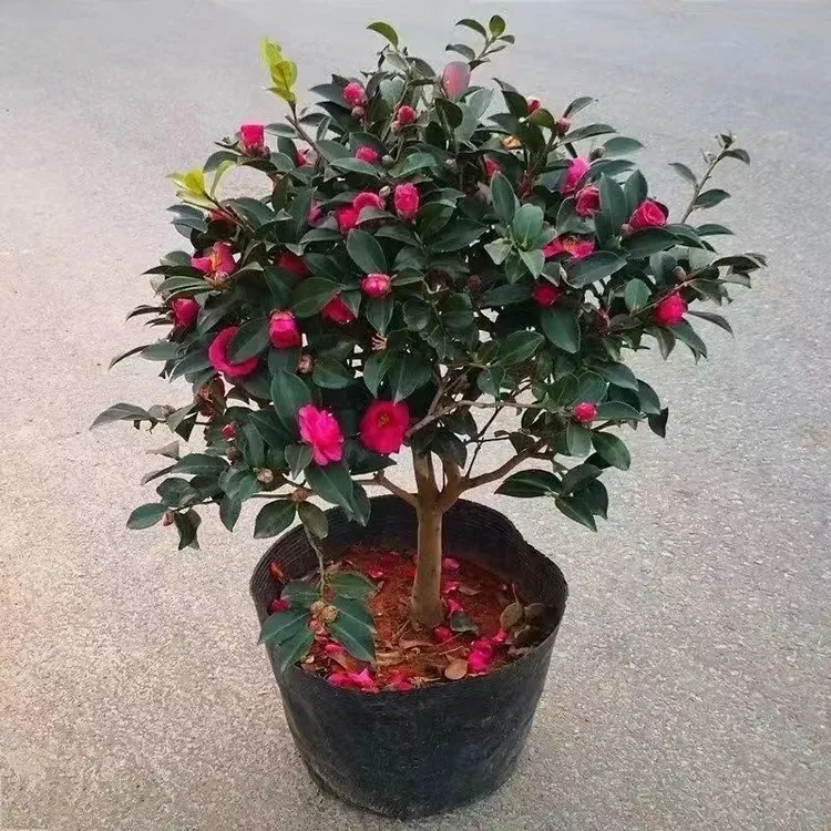 带花苞茶梅树苗四季开花耐寒抗冻庭院球形红花树好养易活绿植花卉