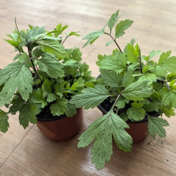 云南野生红芹菜种苗盆栽 红毛芹红艾草清热四季可种