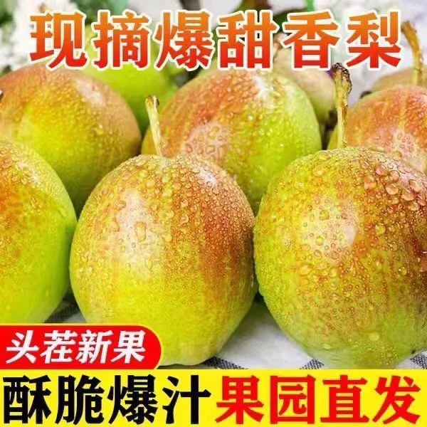 山东阳信正宗7号红香酥梨新鲜包邮皮薄汁多酥脆香甜酥梨