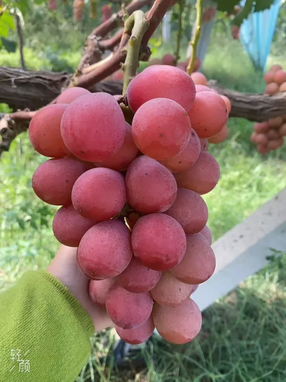 粉黄妮娜皇后葡萄纯甜果香混合孕妇水果果肉Q弹紧实