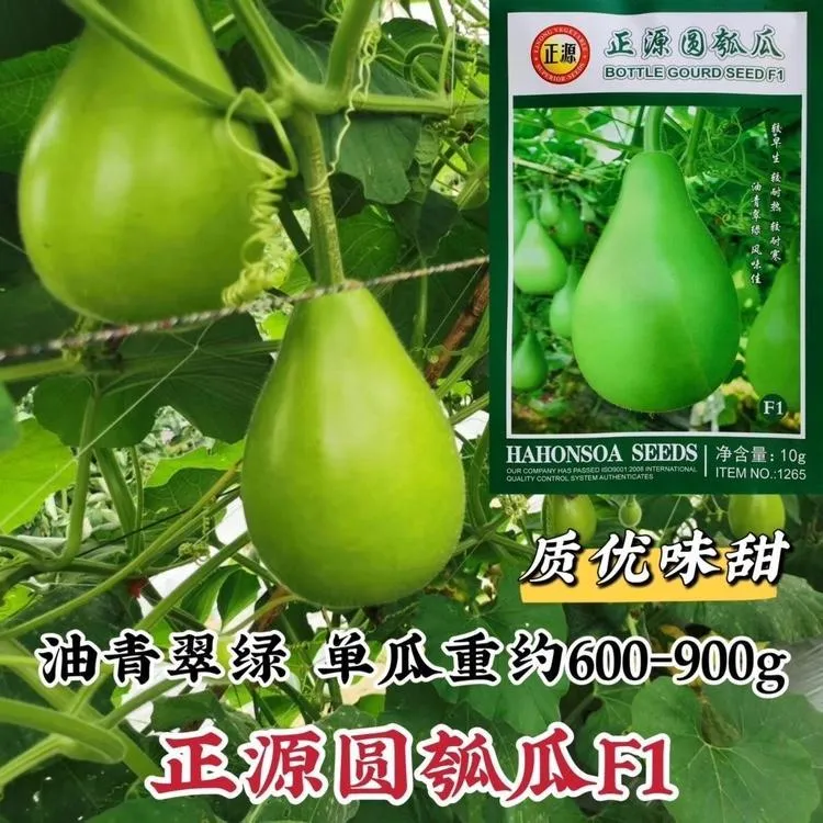 广东苹果小白菜瓠瓜种子正宗瓠瓜蒲瓜种子户子圆瓠子种籽高产早熟