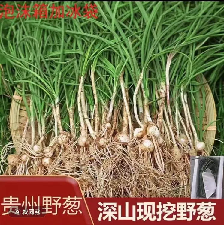 贵州新鲜野葱胡葱野生菜小根葱白野山葱野生胡葱野葱