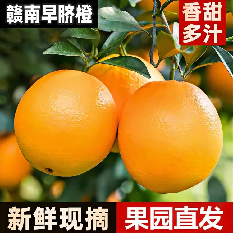 赣南早脐橙新鲜现摘3/5/10斤源头直发保证品质