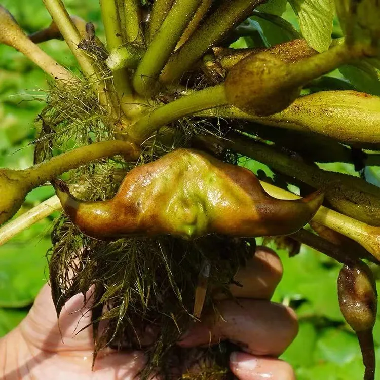 苏北射阳河水生长新鲜现摘老菱角粉糯香甜