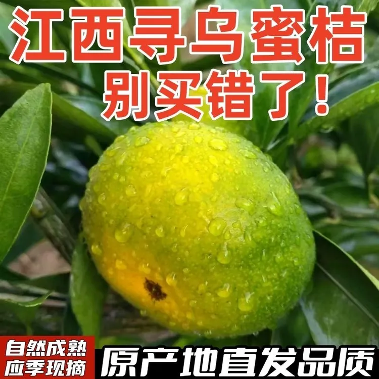 【顺丰包邮】江西寻乌蜜桔青皮无籽蜜桔橘应季水果薄皮多汁酸甜可口