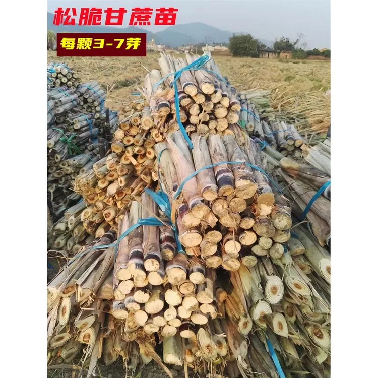 节长黑皮甘蔗苗种子高产四季南北方易种植的粗壮黄皮脆皮甘蔗种苗