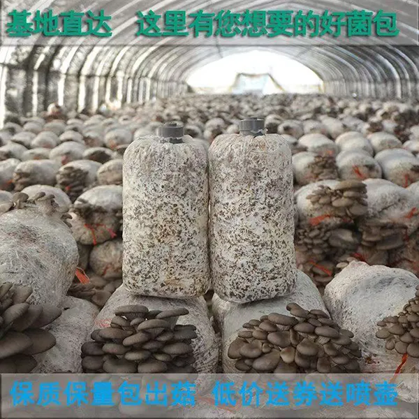 平菇菌种菌包高产平菇新鲜菌包家庭自种蘑菇菌菇种植包