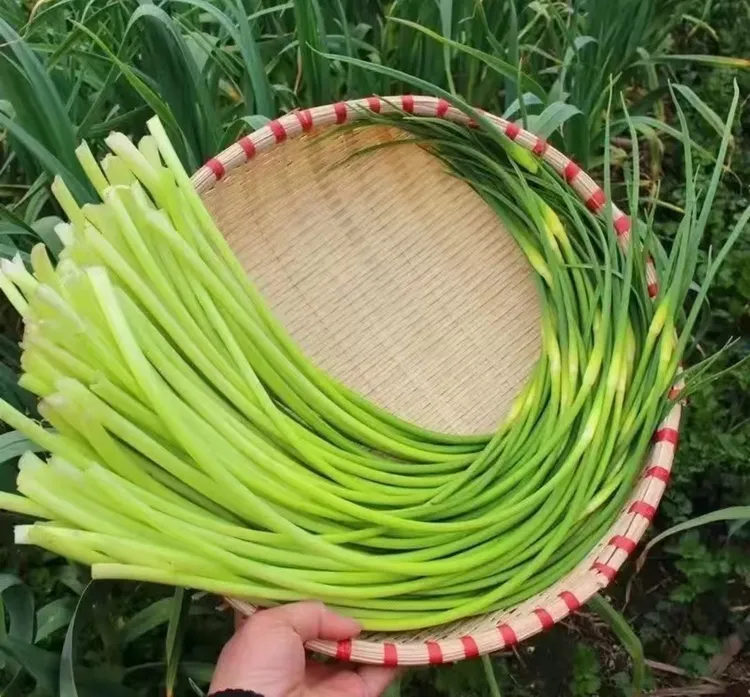 【顺丰包邮】东台头茬蒜苔农家露天种植现抽现发