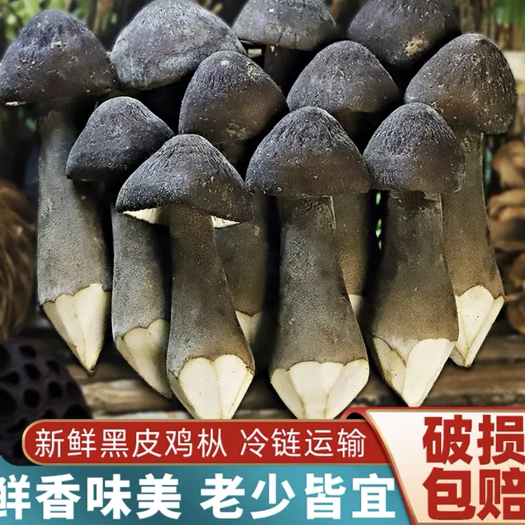 新鲜「黑皮鸡纵」来自大山深处的味道 现采现发 冷链发货 坏包赔