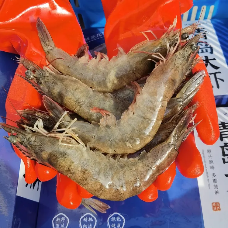 净5斤 （海水大虾）青岛 约13/16/18/20cm  活虾急速冻发货顺丰