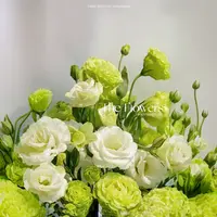 婵之语优选绿色洋桔梗