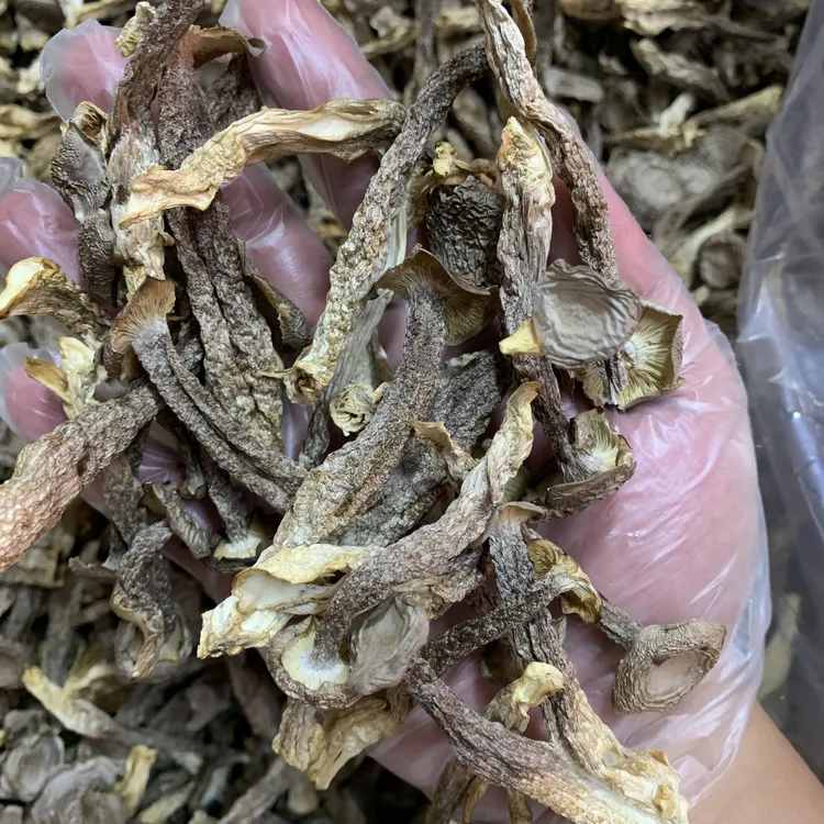 鹿茸菇菌菇干货丰富可煲汤