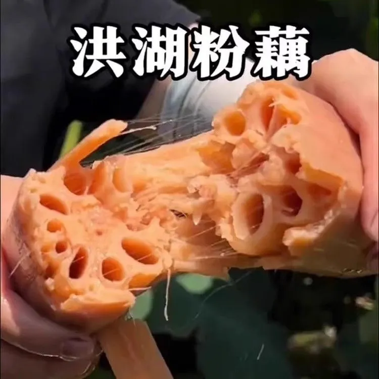 湖北洪湖粉藕煲汤粉糯莲藕新鲜绿色带泥现挖九孔红花藕糯米藕