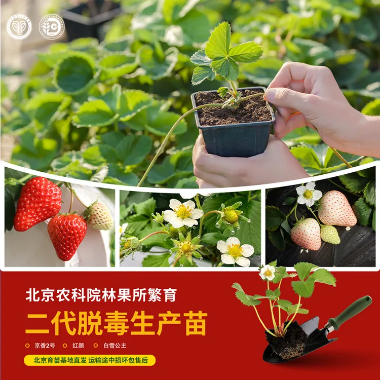 农科院草莓苗水果番茄辣椒苗水果黄瓜长圆茄秋葵苗麒麟瓜苗蔬菜苗