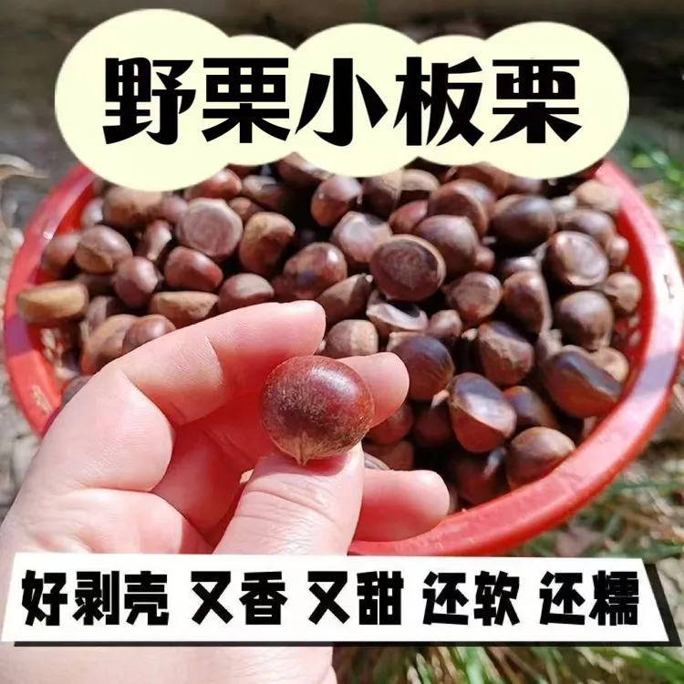 2025年正宗迁西野栗小毛栗新鲜美味当季老树板栗小果生栗子小栗子