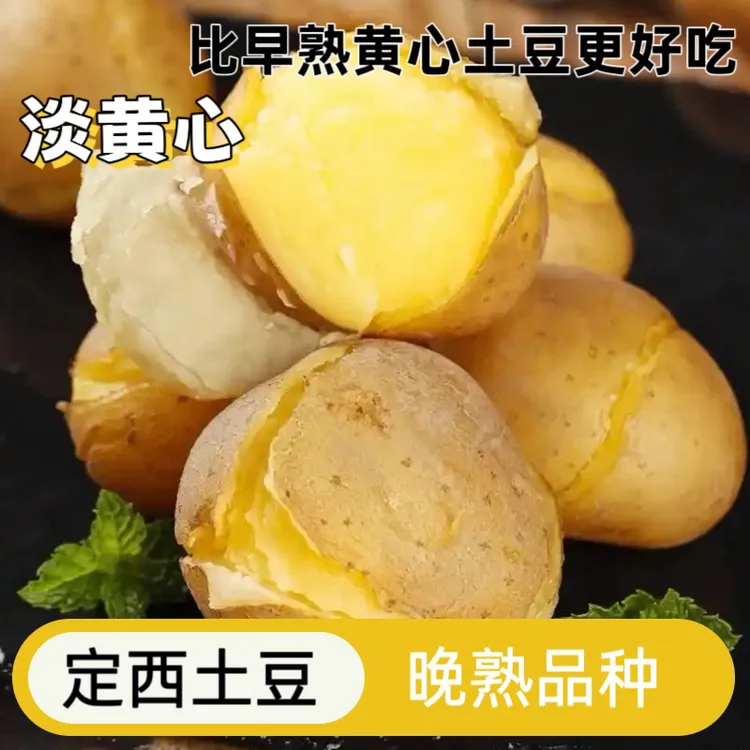 【璐璐】甘肃定西现挖马铃薯沙面粉糯新鲜精装淡黄心土豆