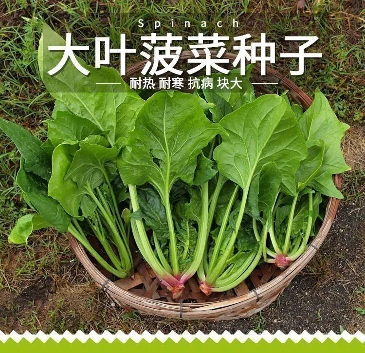 【大叶菠菜种子】四季红根菠菜抗热可阳台盆栽菜园种植农家蔬菜种子