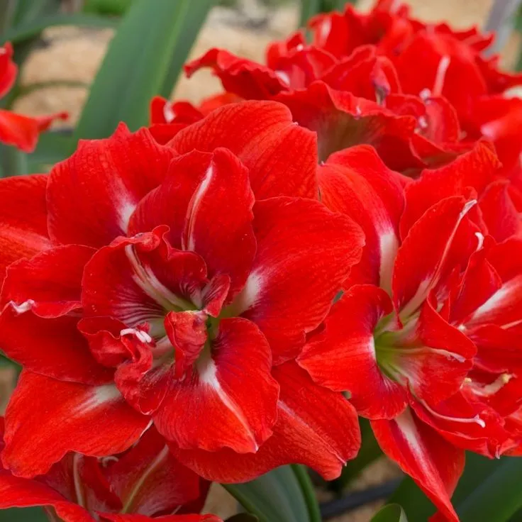 进口荷兰朱顶红种球幸福女神/妮夫盆栽地栽重瓣复色大花