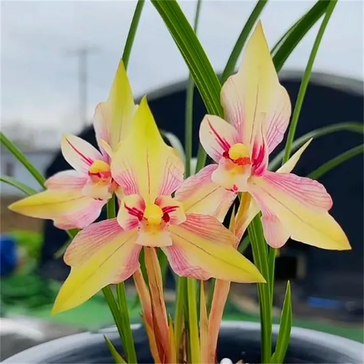 春兰余江蝉带花苞浓香兰花苗客厅阳台窗台室内花卉植物好养原生苗