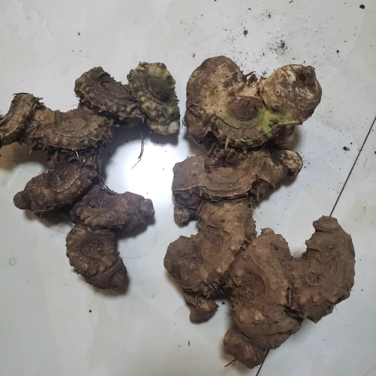 浙南高山高海拔自己挖的老虎姜3两到半斤