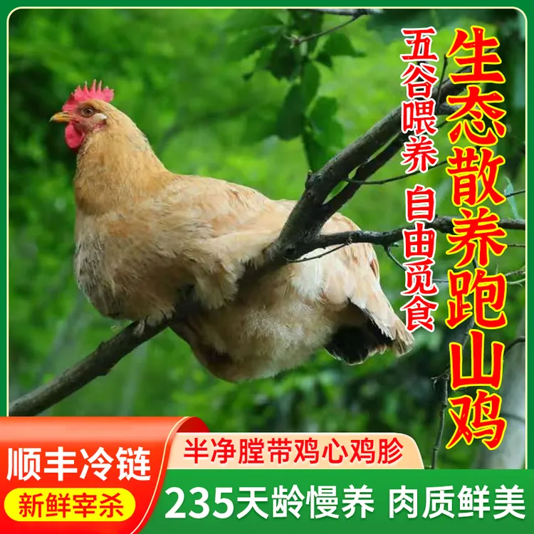 安化联盟村 深山健康养殖跑山鸡 现宰现发顺丰包邮 包冰率10%以内
