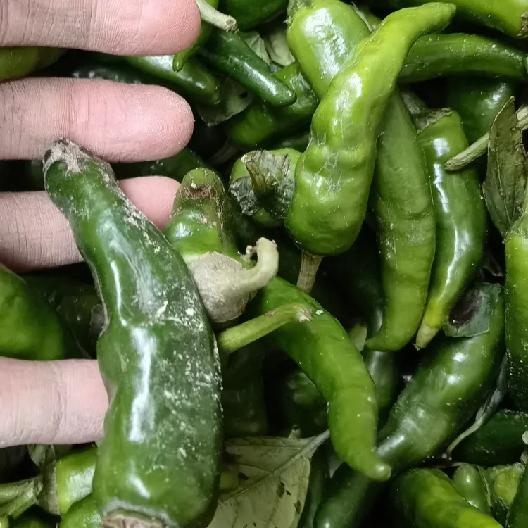 江西赣南高山樟树港生态农家微辣薄皮露天辣椒新鲜美味快过季节了