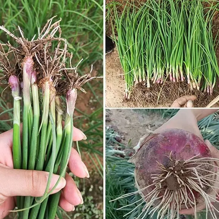 山东寿光水果洋葱苗紫皮带根二红扁圆红皮耐寒春秋种植阳台苗子