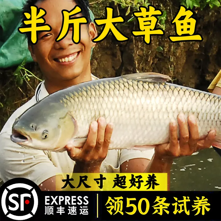 优质正宗大草鱼珠江草鱼放鱼塘淡水鱼包邮包活渔场直供批发