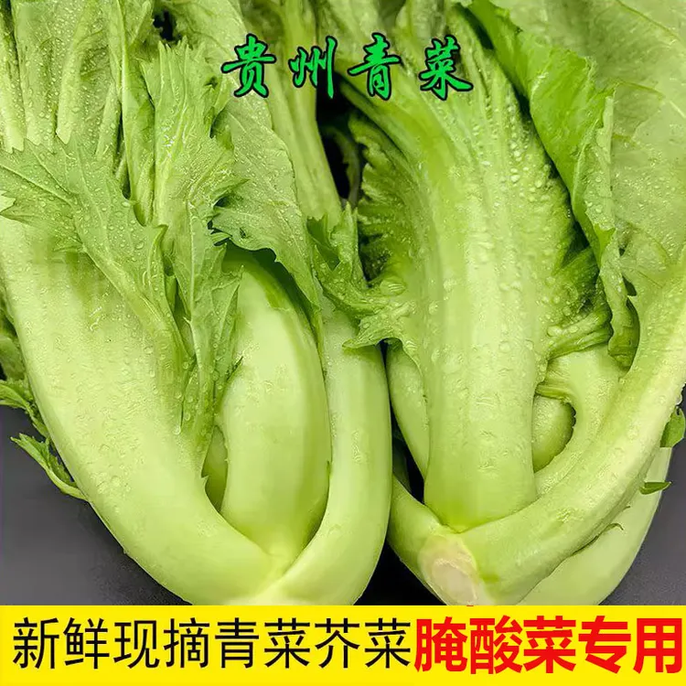 酸菜包心苦菜新鲜青菜宽邦青菜可芥菜新鲜泡菜做腌菜蔬菜贵州大叶