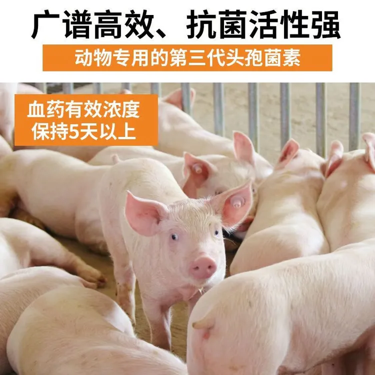 1克头孢噻呋呐联邦动猪牛羊保消炎产保健