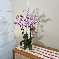【粉扑扑】高个子粉白色系中花型蝴蝶兰 室内客厅绿植摆件