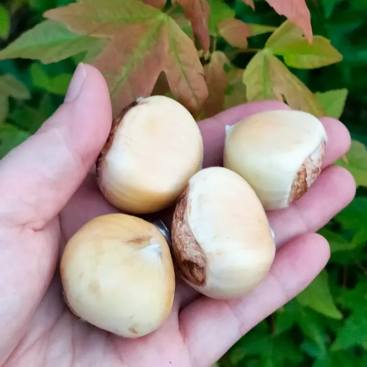 新鲜现摘大别山嫩板栗香甜脆口内皮好剥即食
