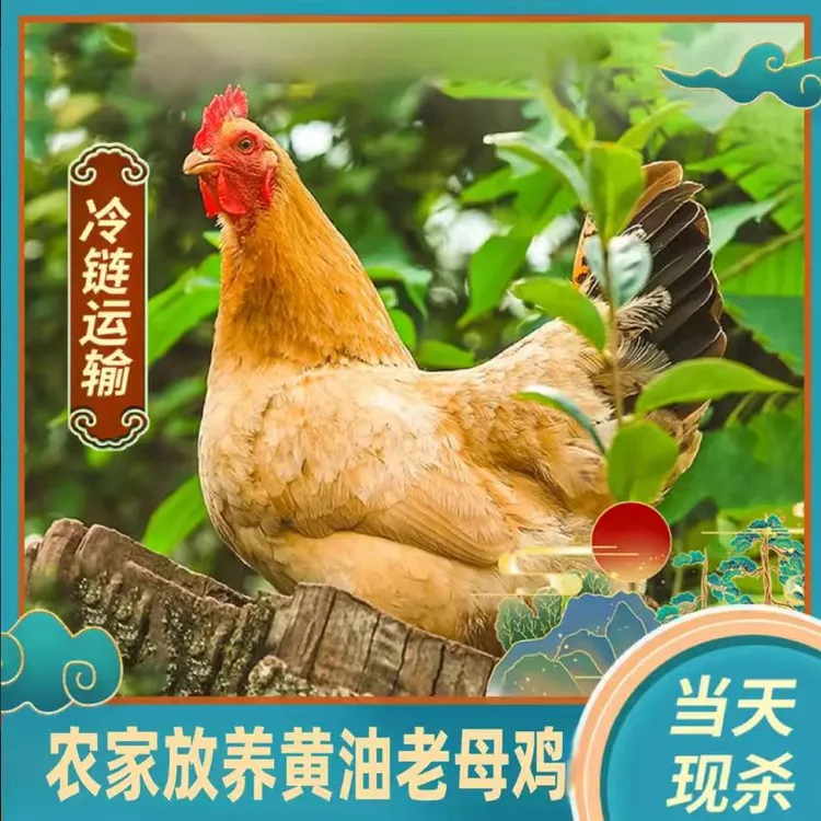 【农村2年老母鸡】正宗散养土鸡新鲜现杀老母鸡走地鸡草鸡鸡肉整只