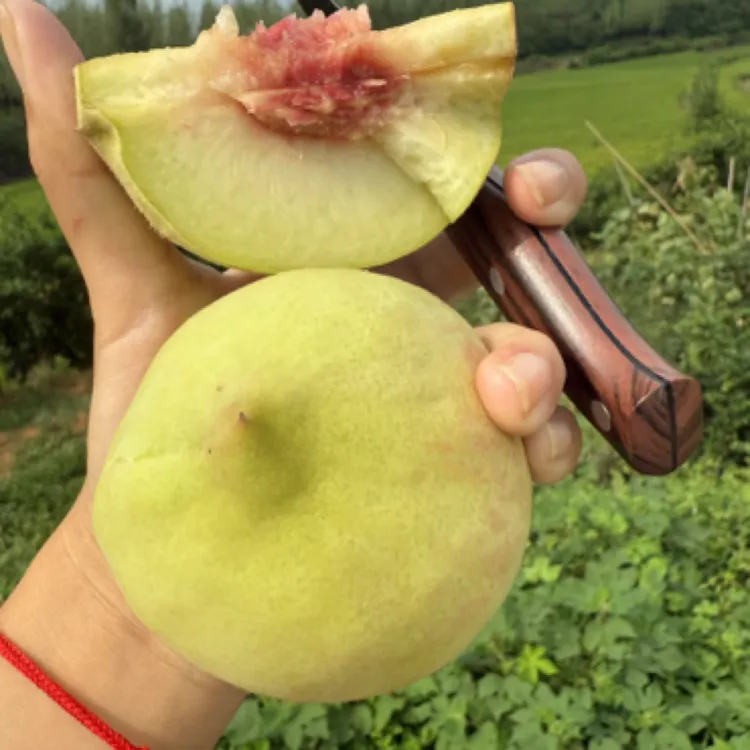 青脆毛桃，香甜多汁，自带芒果香