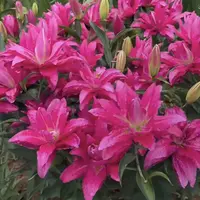 《紫莲花周长18/20cm》进口重瓣香水百合种球1颗