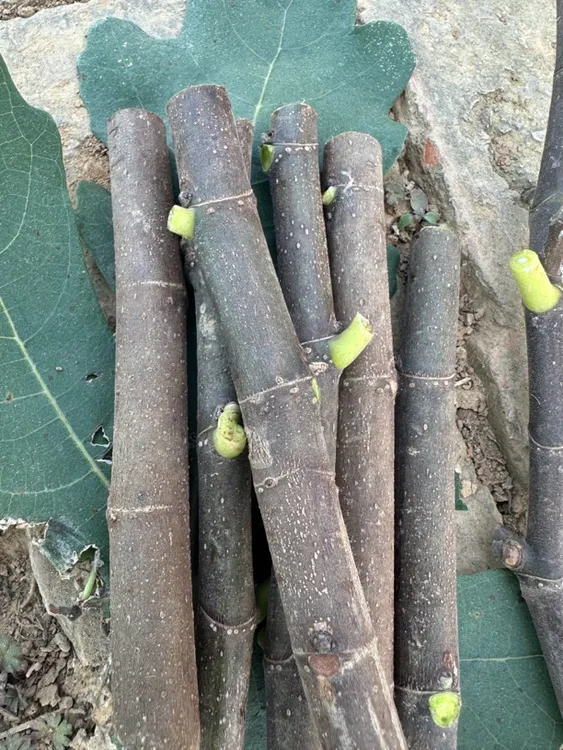 无花果枝条.芭劳奈，斯特拉