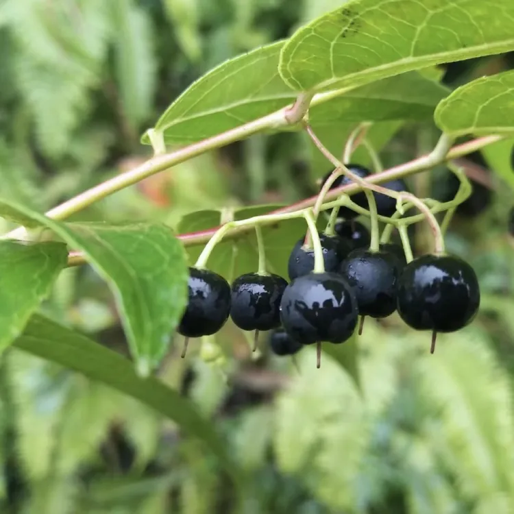【老娃叶】贵州特产透骨香满山香节骨茶白菜等3把起