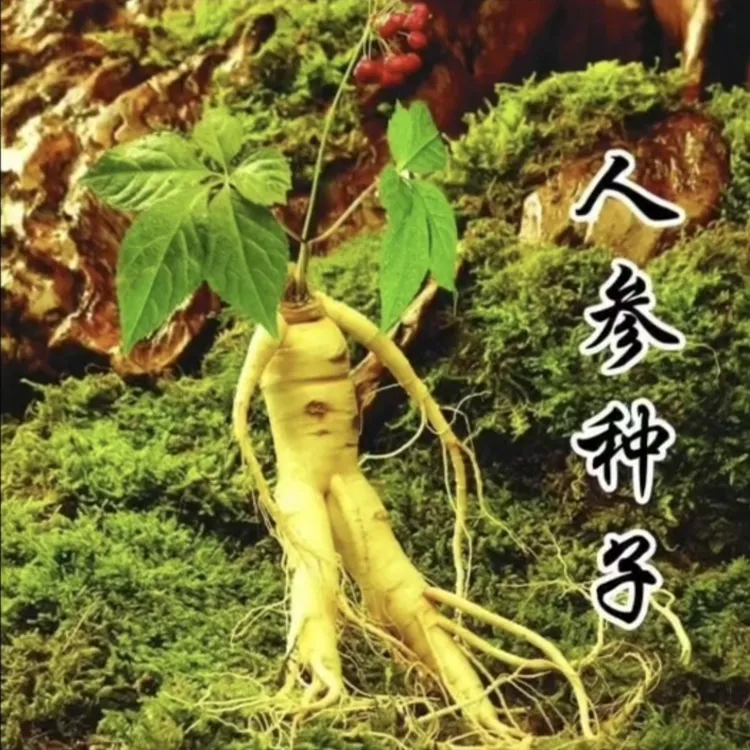 长白山人参种子阳台小院四季均可种植 浇水观赏-wl商品图