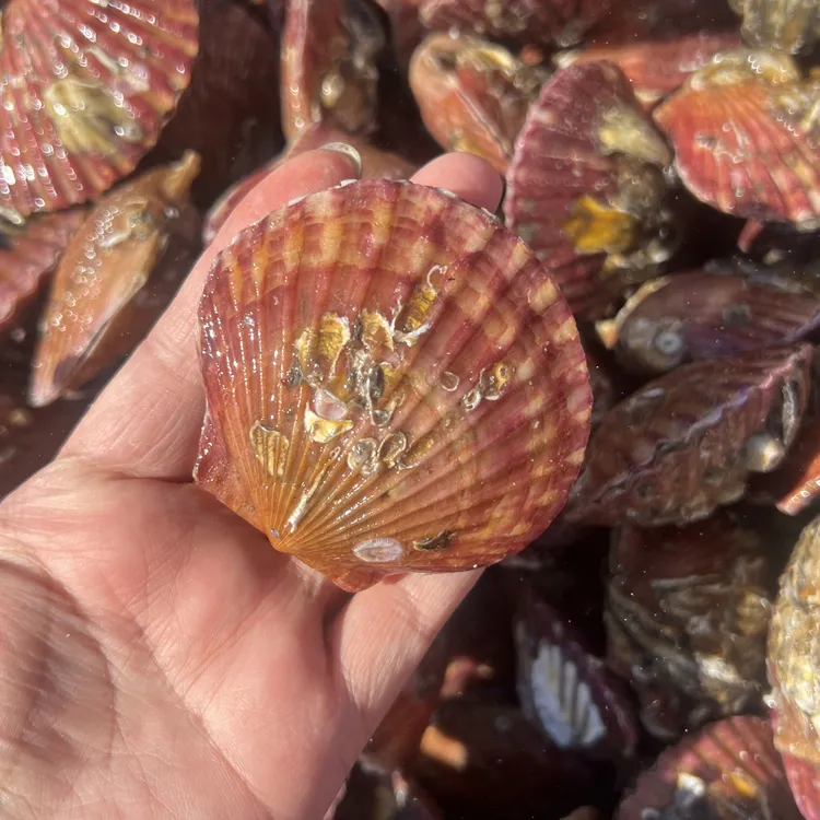 大连海岛扇贝大号鲜甜肥美新鲜发货5斤顺丰包邮