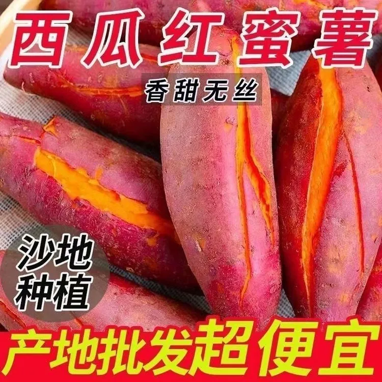 沙地西瓜红密薯 红心密薯沙土种植软糯香甜农家露天种植现挖现发