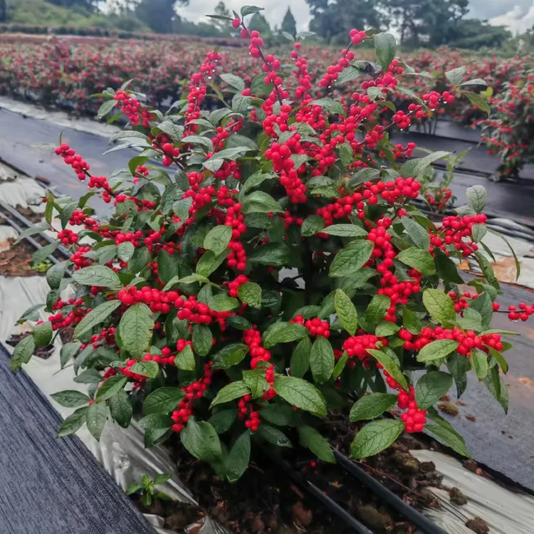 北美冬青树苗年宵花卉观果红果室内室外庭院植物耐寒耐热绿植盆栽