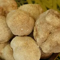 【甜粉专享】高海拔真野生珍品林芝野生正宗猴头菇林芝产干货250g