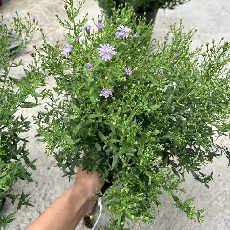 小卡罗紫菀盆栽重瓣翠菊荷兰菊室内外好养活多年生耐热耐寒花卉