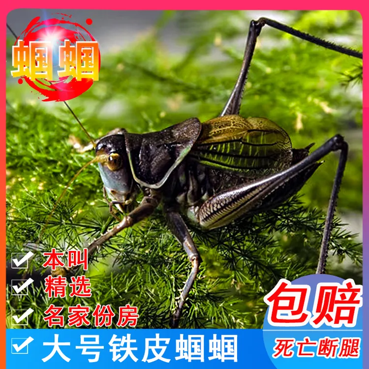 无伤残新脱活体鸣虫高端精品大蝈蝈亮叫铁蝈蝈山青蝈蝈翡翠绿蝈蝈
