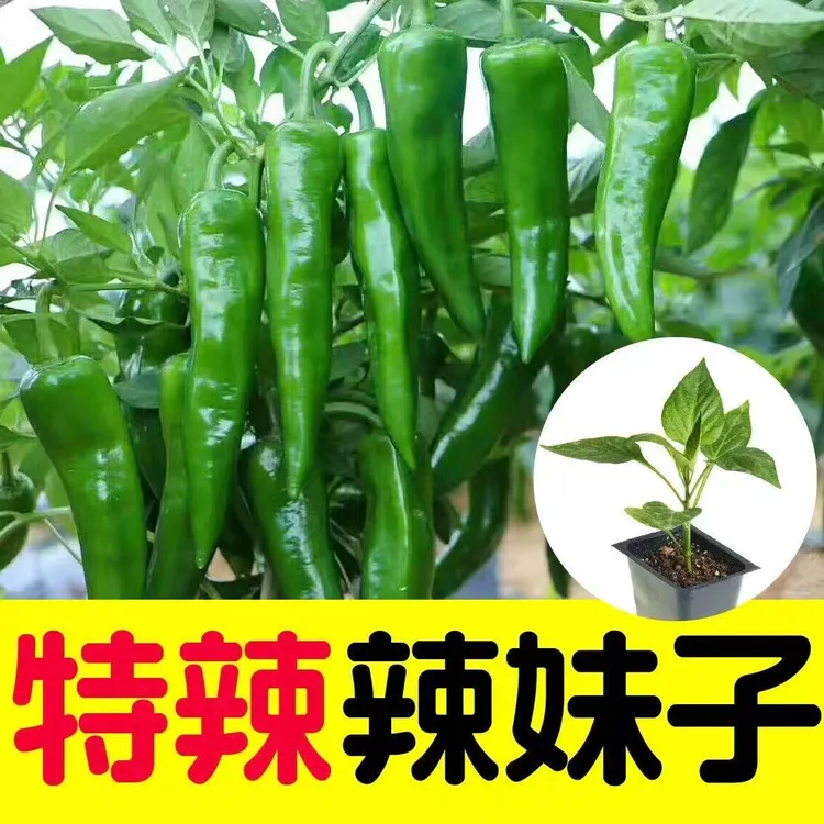 特辣辣妹子正品辣椒苗秧苗牛角椒秧苗庭院阳台四季辣妹子辣椒苗