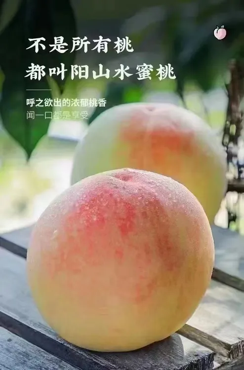 一盒六只装正宗阳山水蜜桃湖景桃平均每只6~7两 两箱运费更划算