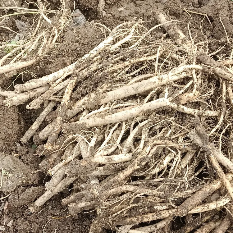 甘肃岷县现挖新鲜党参，适合泡酒煲汤