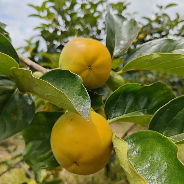 云南柿子甜脆新鲜现摘巧克力脆甜多汁柿子当季应季水果