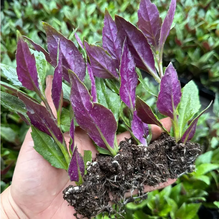 天然补血菜紫背天葵苗血皮菜易活绿植盆栽窗蔬菜秧苗农家蔬菜苗